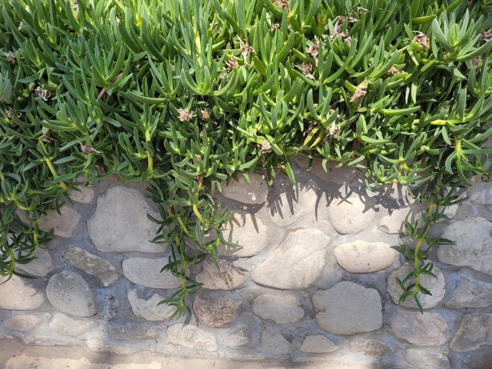 Gartenanlage Hotel Defne Garden