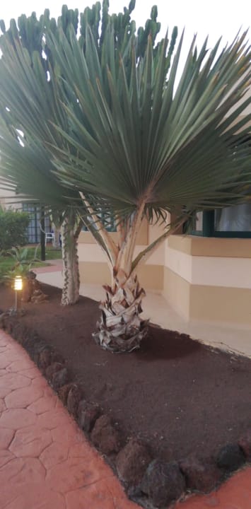 Gartenanlage allsun Hotel Esplendido