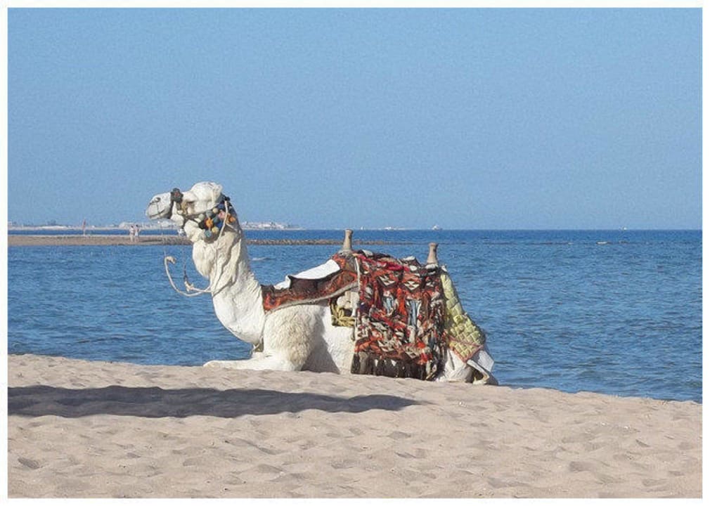 For pics Shams Safaga Resort