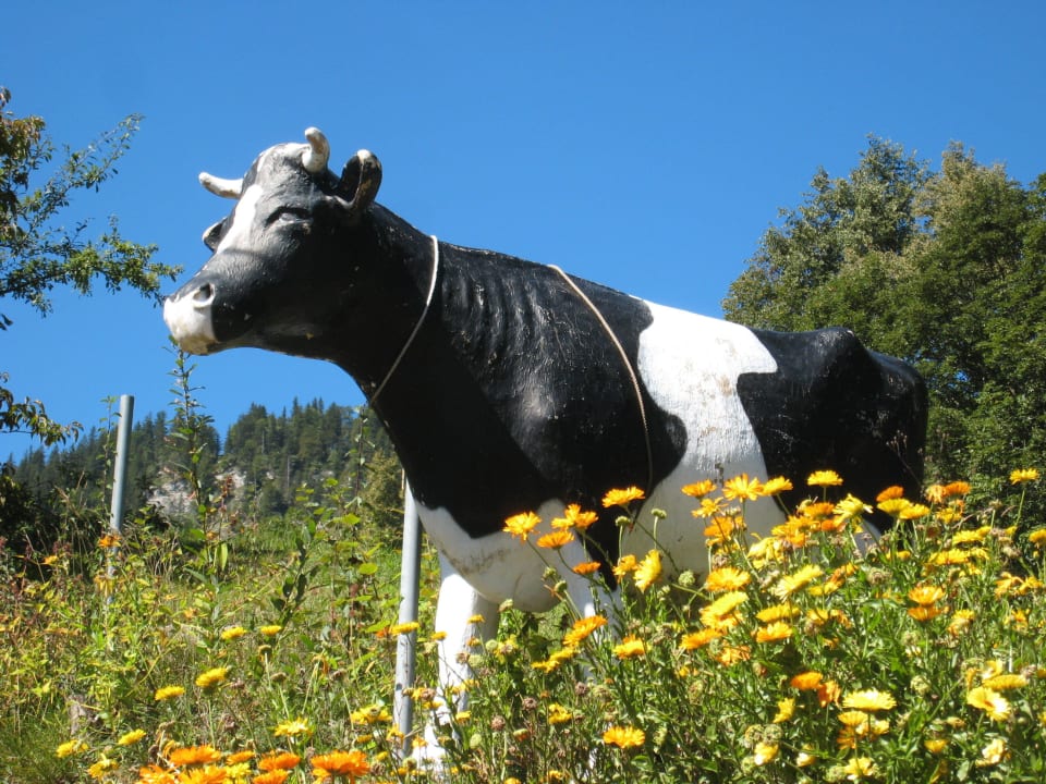 Eine weitere Beobachterin Hotel Bären