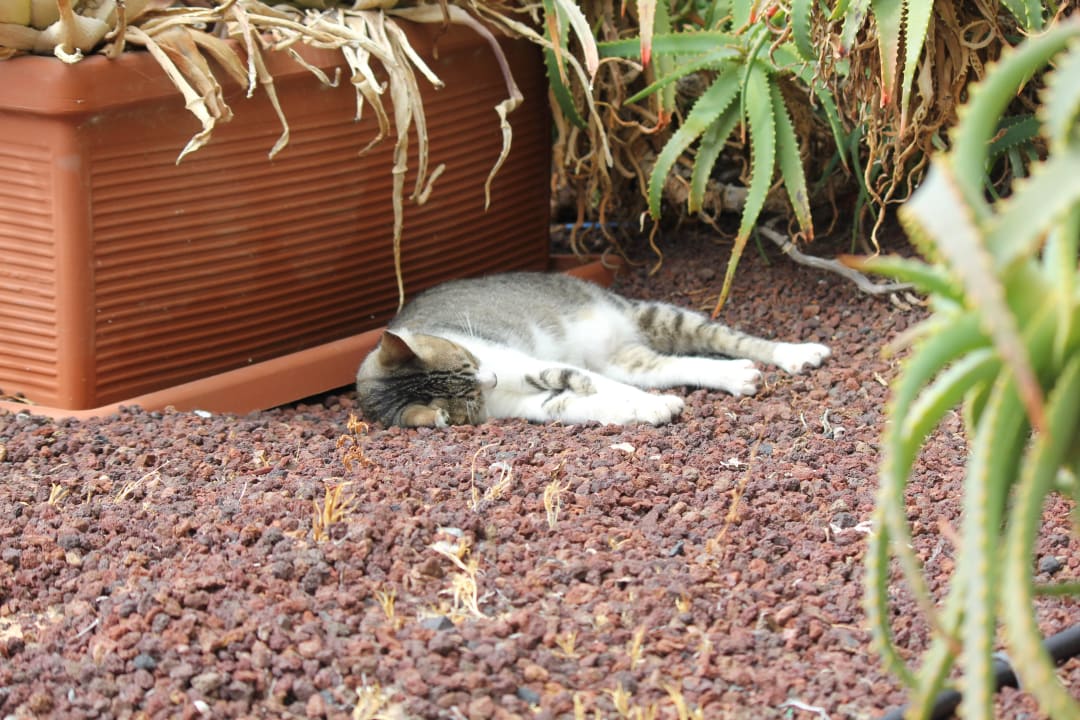 Viele Katzen zahm aber nicht aufdringlich SBH Club Paraiso Playa