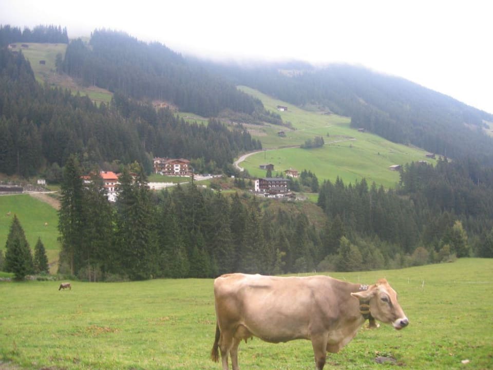 Wunderschön gelegen Hotel Almhof Roswitha