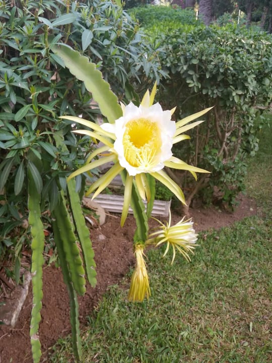 Nur schön  The Orangers Beach Resort and Bungalows