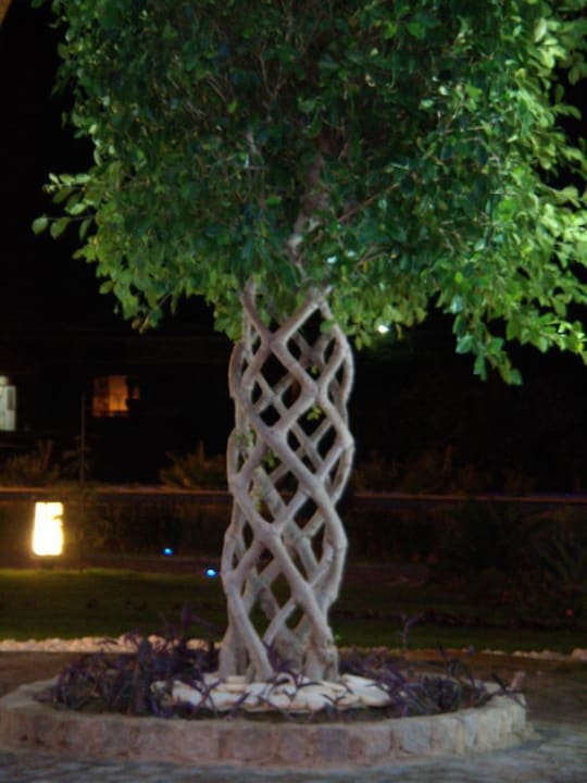 Baum vor dem Eingang Granada Luxury Okurcalar