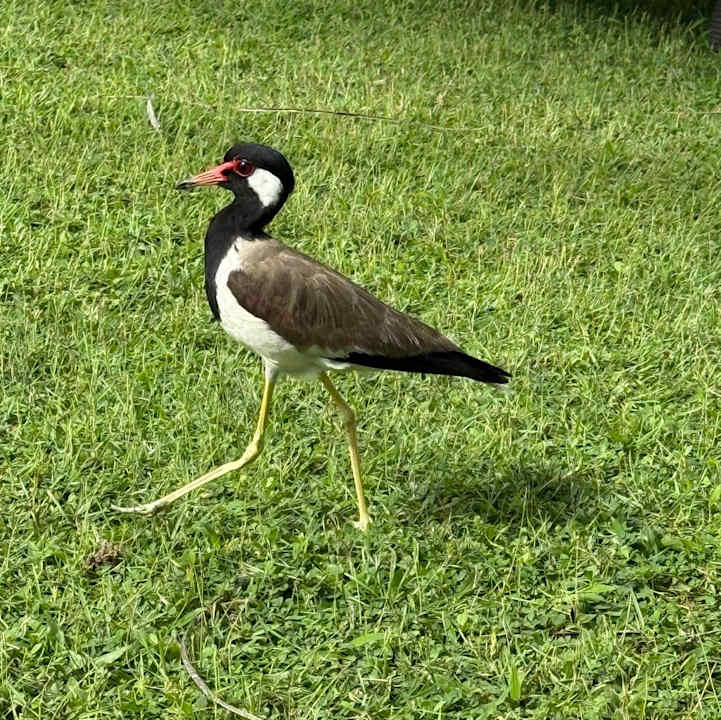 Gartenanlage Thaala Bentota