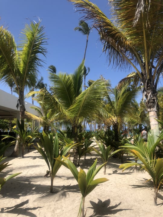 Gartenanlage Hotel Riu Palace Punta Cana