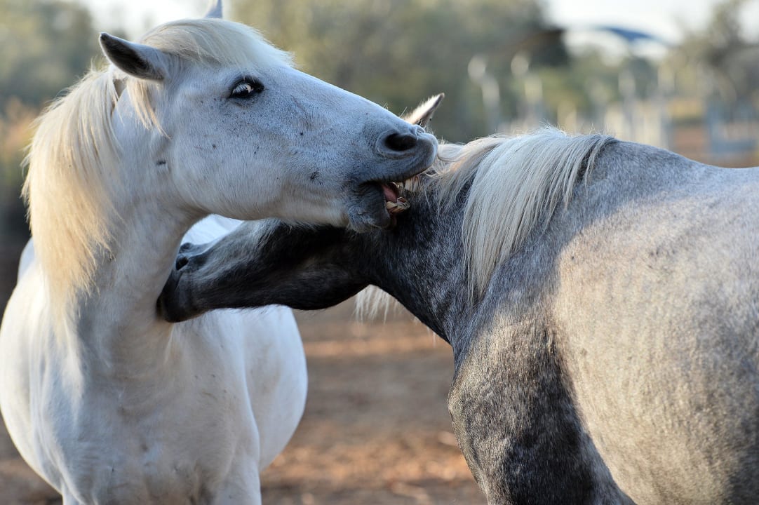 Chevaux Hotel Mas de la Grenouillère