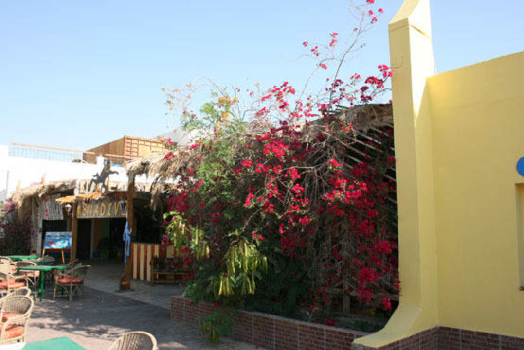 Mena Dive Center Menaville Safaga