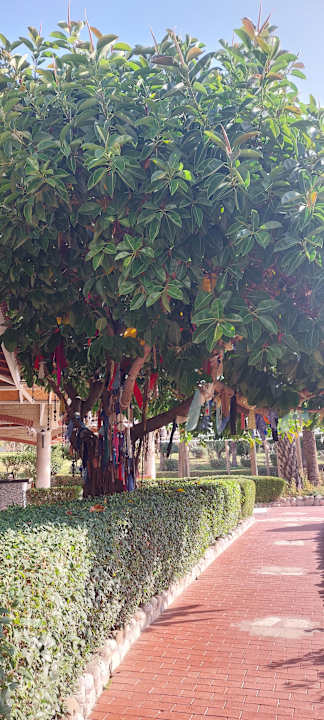 Gartenanlage Hotel Defne Garden