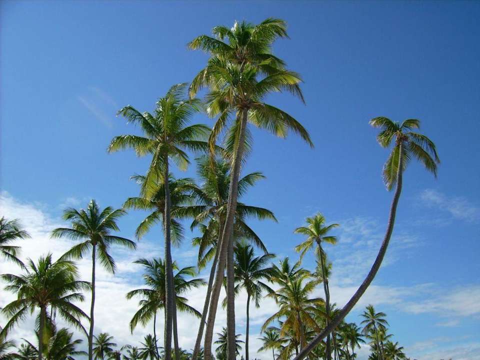 Palmen über Palmen Hotel Grand Palladium Palace Resort, Spa & Casino