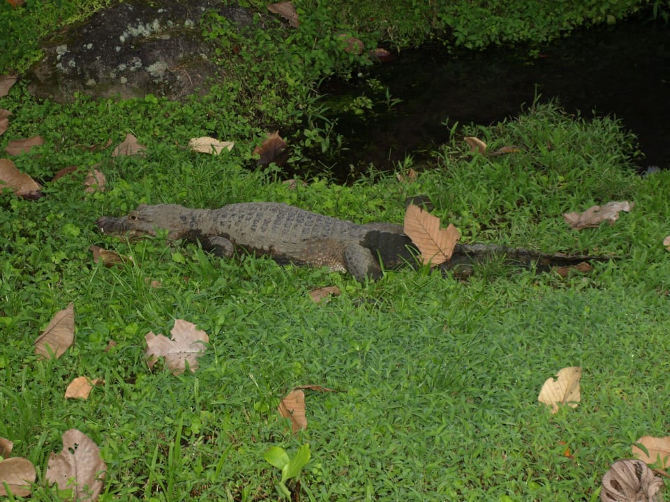Krokodil im Gehege Hotel Los Lagos