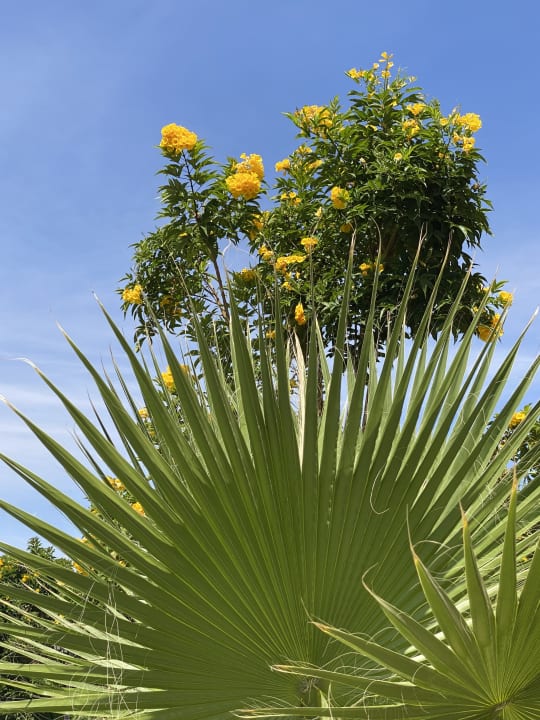 Gartenanlage Radisson Blu Resort, El Quseir
