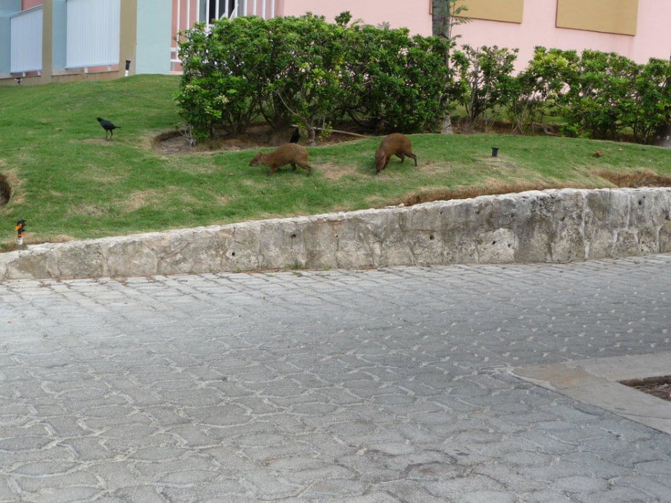 Andere Tiere in der Anlage Hotel Riu Tequila