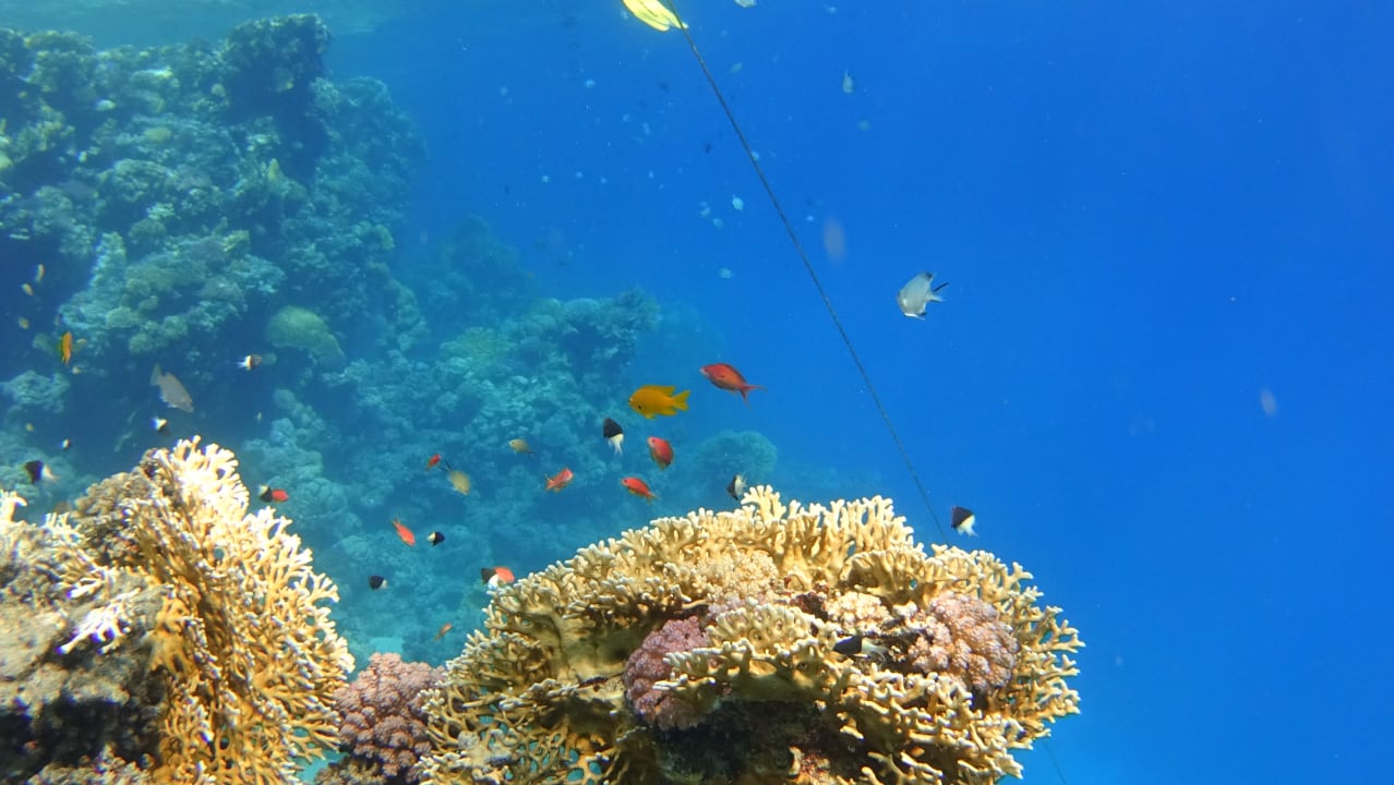 Strand Steigenberger Coraya Beach - Adults only