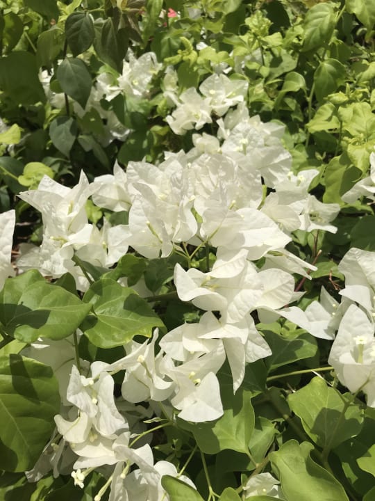 Gartenanlage Stella Beach Resort & Spa Makadi Bay