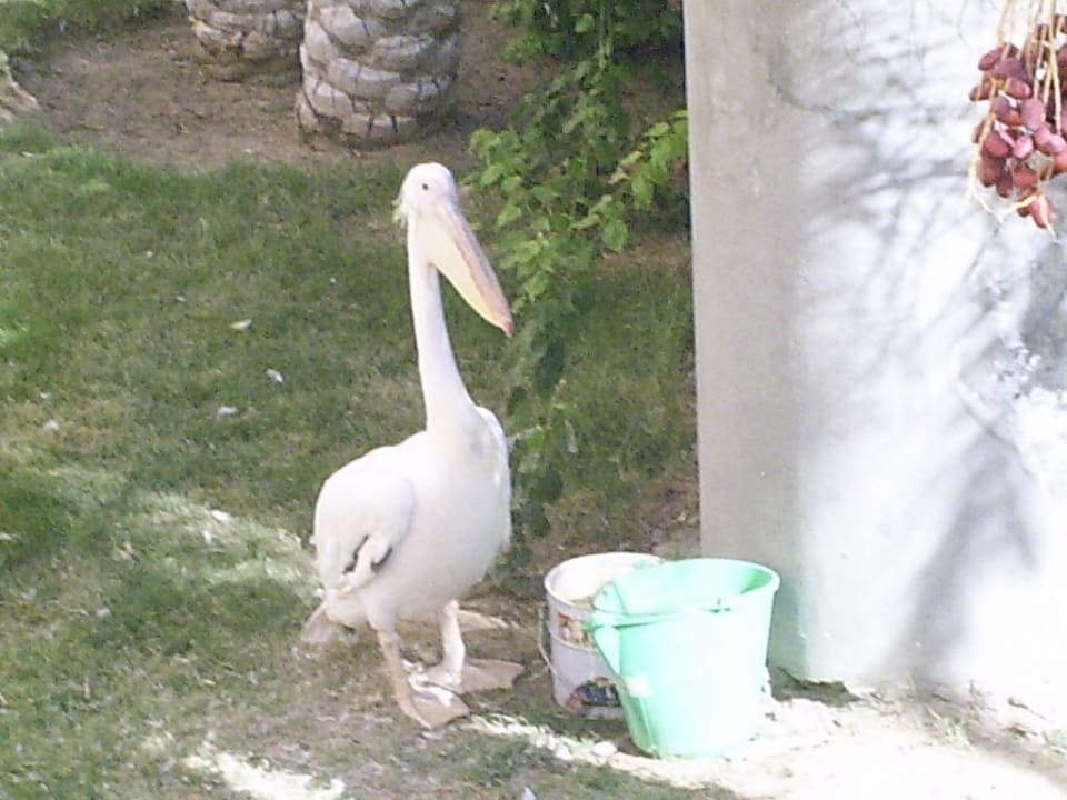 Aquapark Sindbad Club