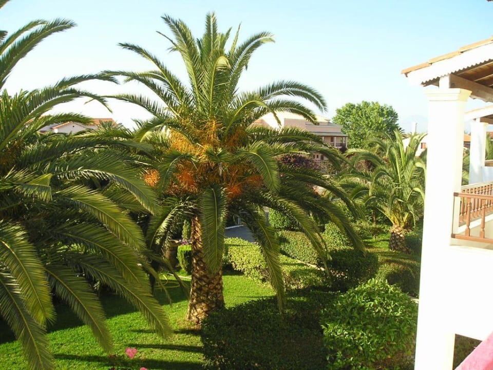 blühende Palme Acharavi Beach Hotel