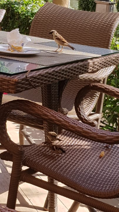 Das Essen nicht aus den Augen lassen Grand Waterworld Makadi & Family Star Makadi