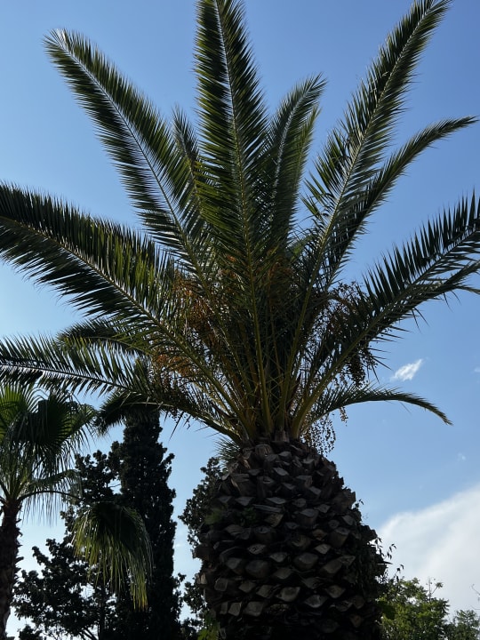 Gartenanlage Sunrise Resort Hotel