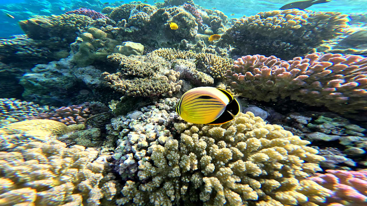 Sonstiges Coral Sun Beach
