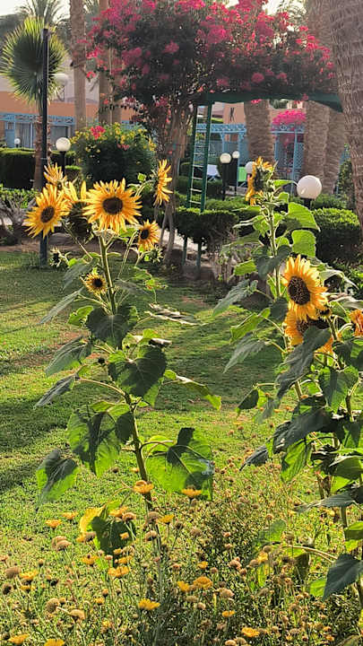 Gartenanlage Giftun Azur Resort