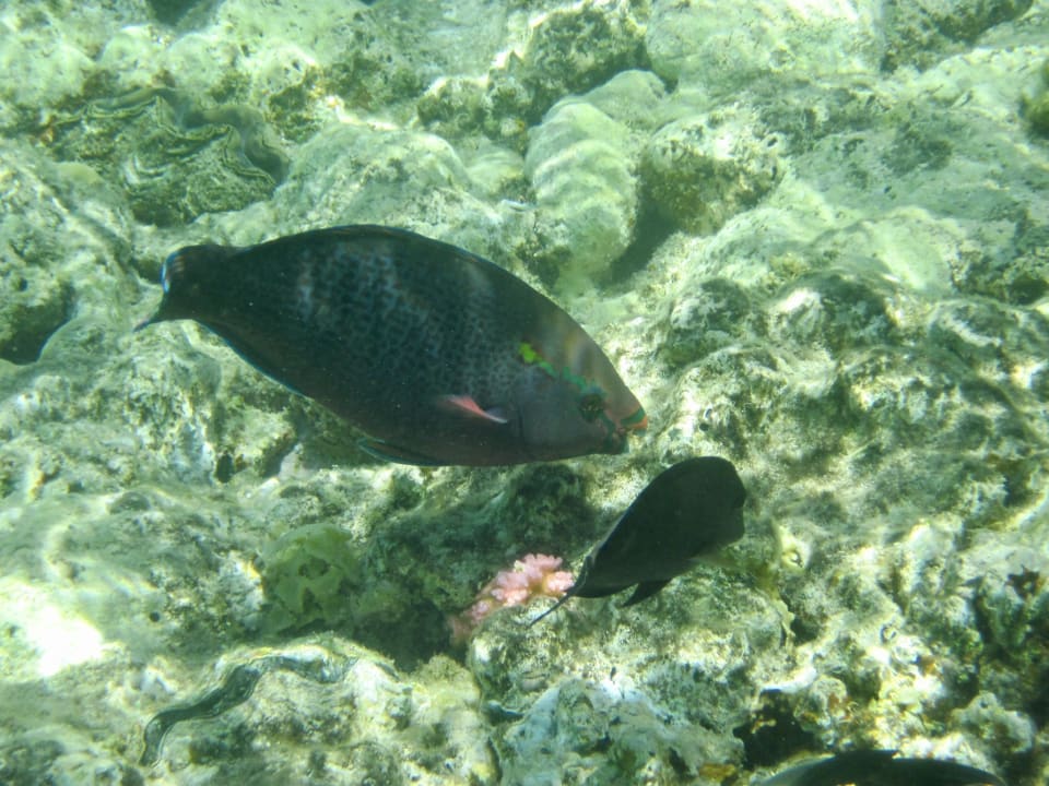 Strand Malikia Resort Abu Dabbab