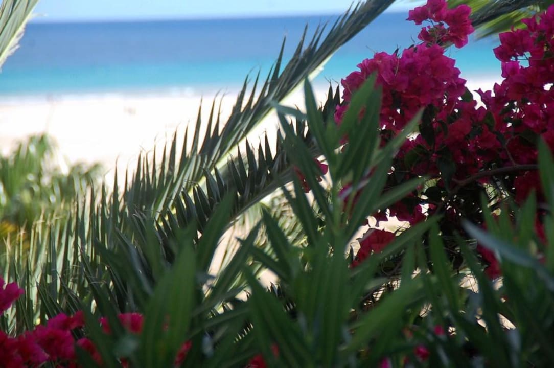 Blick vom Garten auf den Strand Paradisus by Meliá Fuerteventura