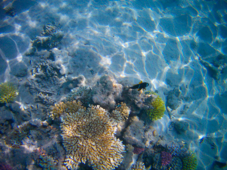 Das sieht man direkt nach 10 Metern ... ein Traum! ROBINSON SOMA BAY