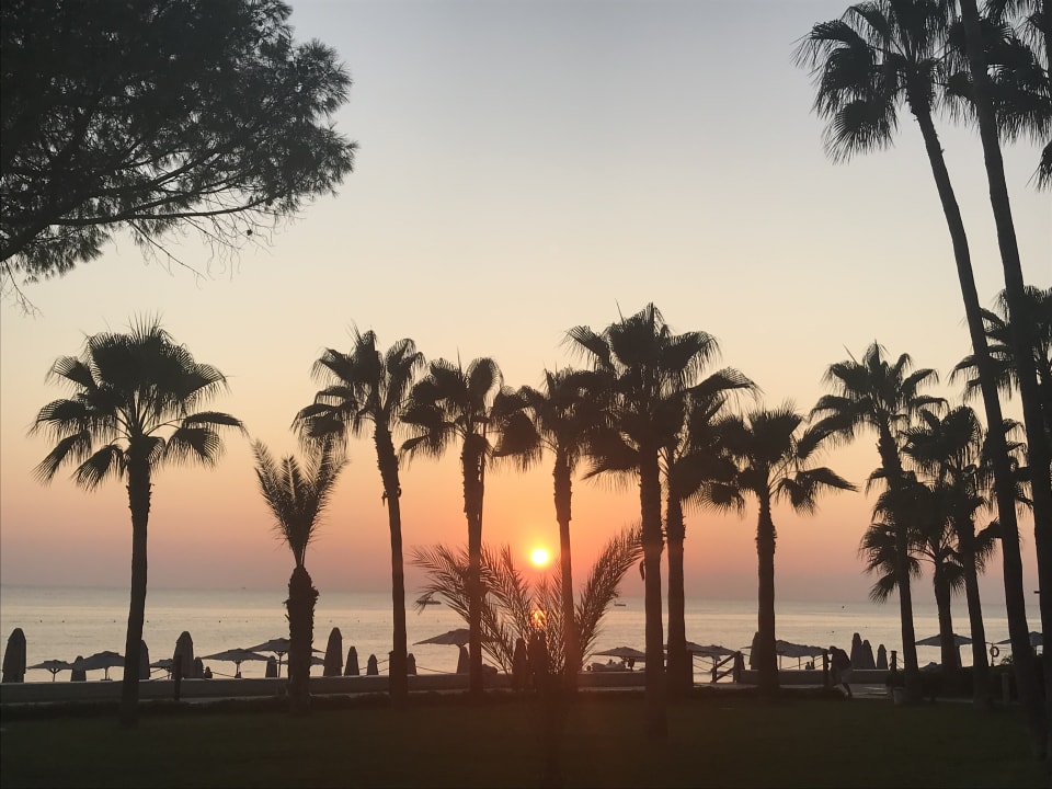 Strand Acanthus Cennet Barut Collection