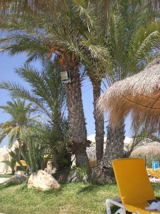 Unter Palmen TUI MAGIC LIFE Penelope Beach
