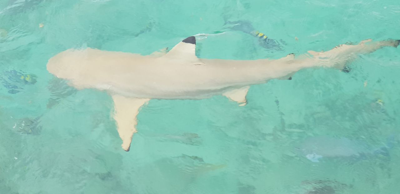 Strand Summer Island Maldives