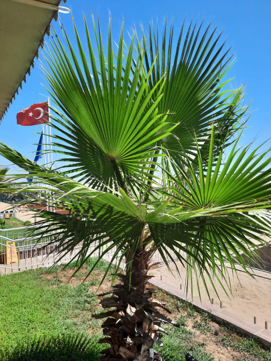 Gartenanlage Seher Kumköy Star Resort & Spa