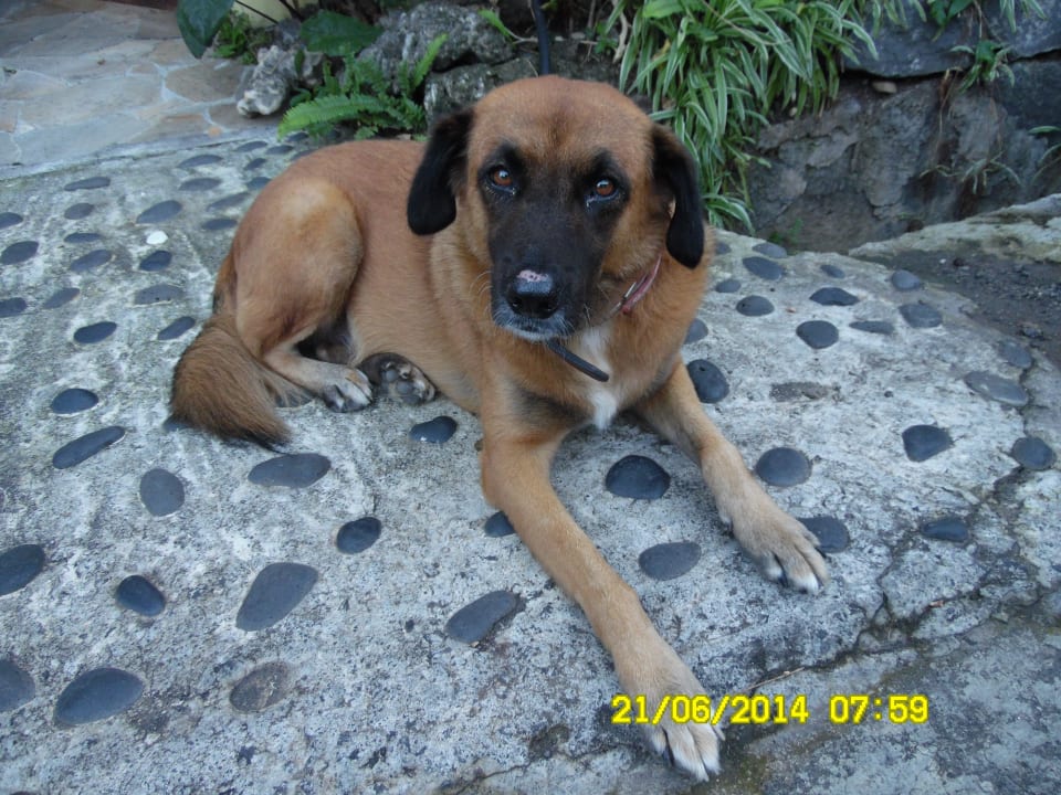 Unser Haushund Villa Seewoo