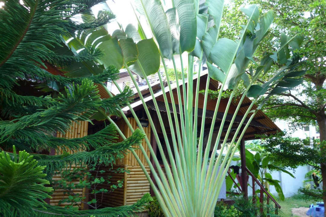 Диковинные растения у бунгало Hotel Baan Sukreep Resort