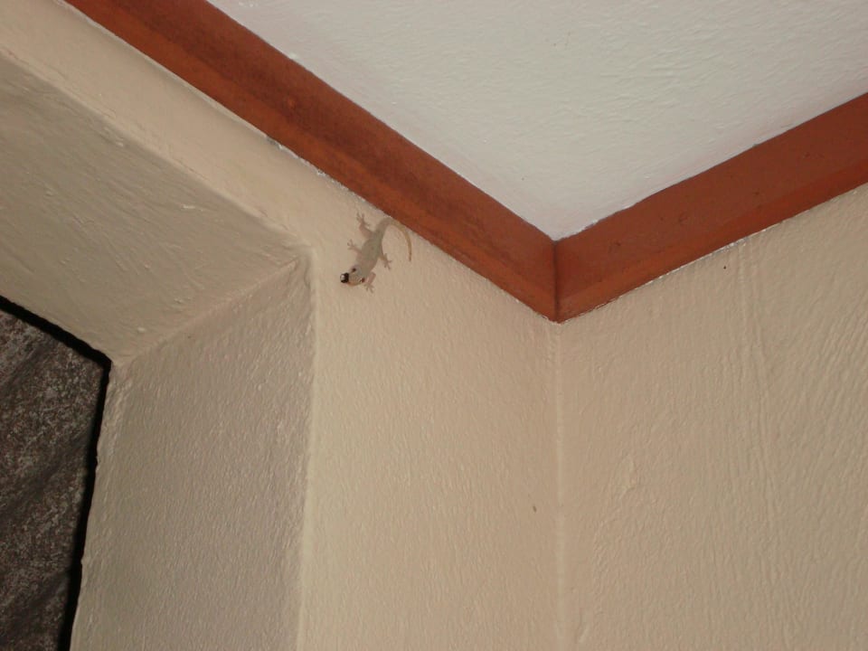 Gecko Summer Island Maldives