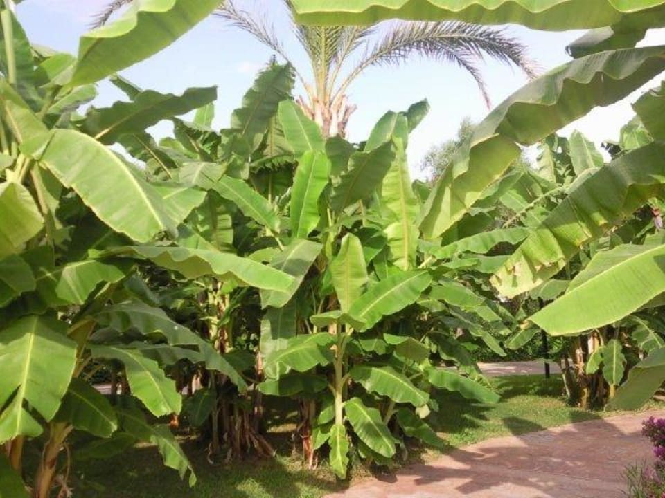 Bananen Bäume Hotel Miracle Resort