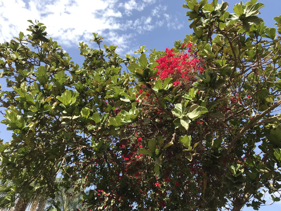 Außenansicht Golden Beach Resort