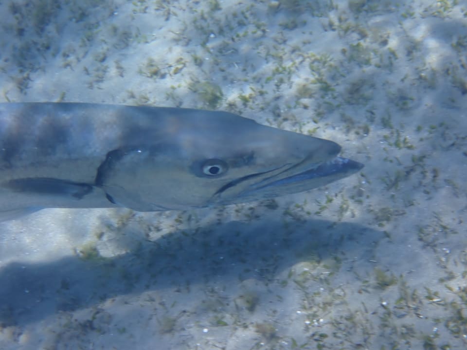 Strand Shams Alam Beach Resort