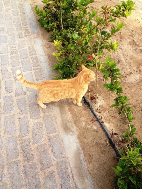 Katze Hotel Riu Funana