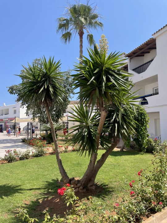 Gartenanlage Globales Bouganvilla