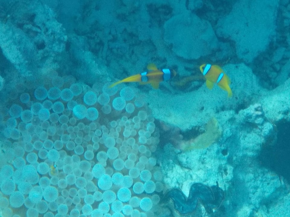 Clownfische Marina Lodge At Port Ghalib