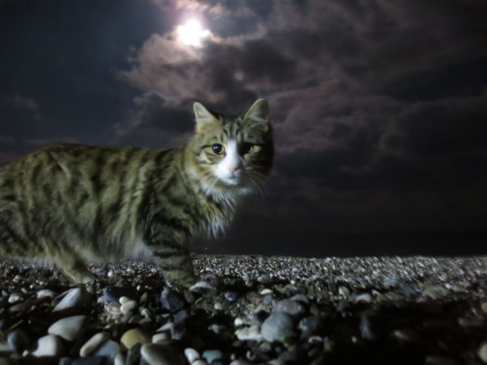 Sonstiges Limak Limra Hotel & Resort