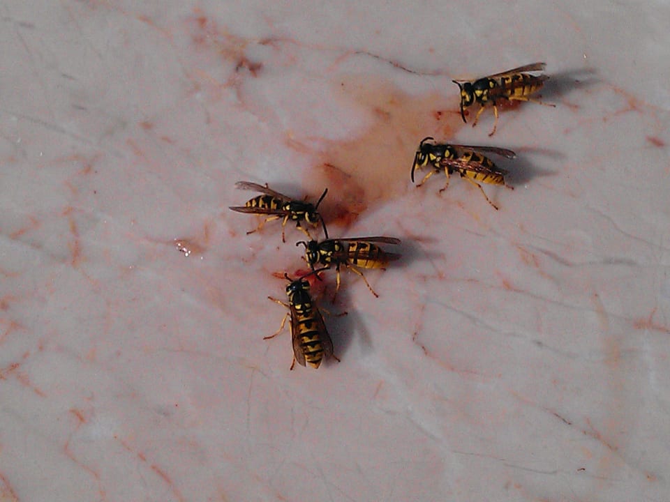 Restauranttrische Club Resort Atlantis