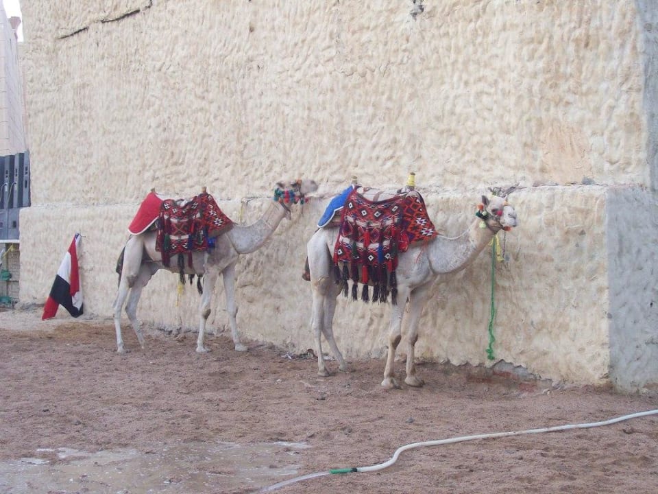 Micky Mouse & Alibaba Pickalbatros Alf Leila Wa Leila Resort - Neverland Hurghada