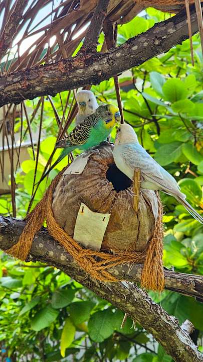 Gartenanlage Thulhagiri Island Resort