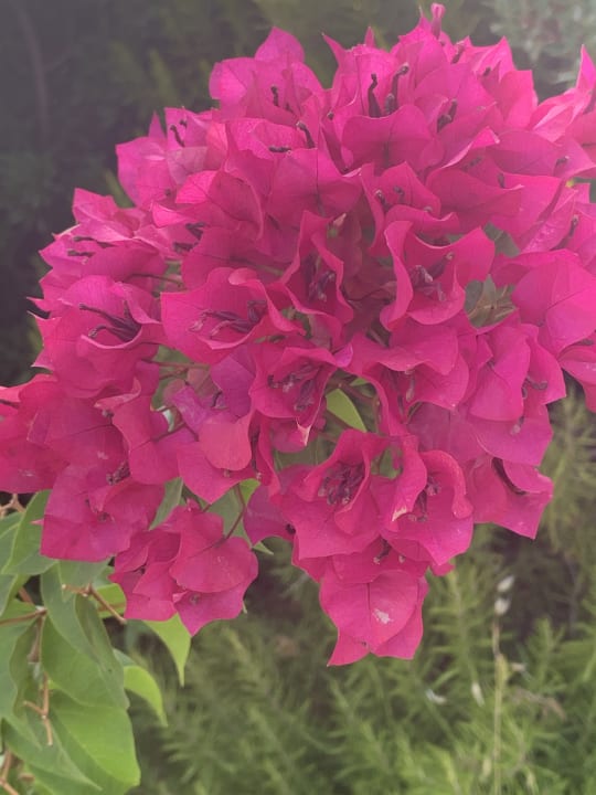 Gartenanlage Hotel Kalithea Horizon Royal