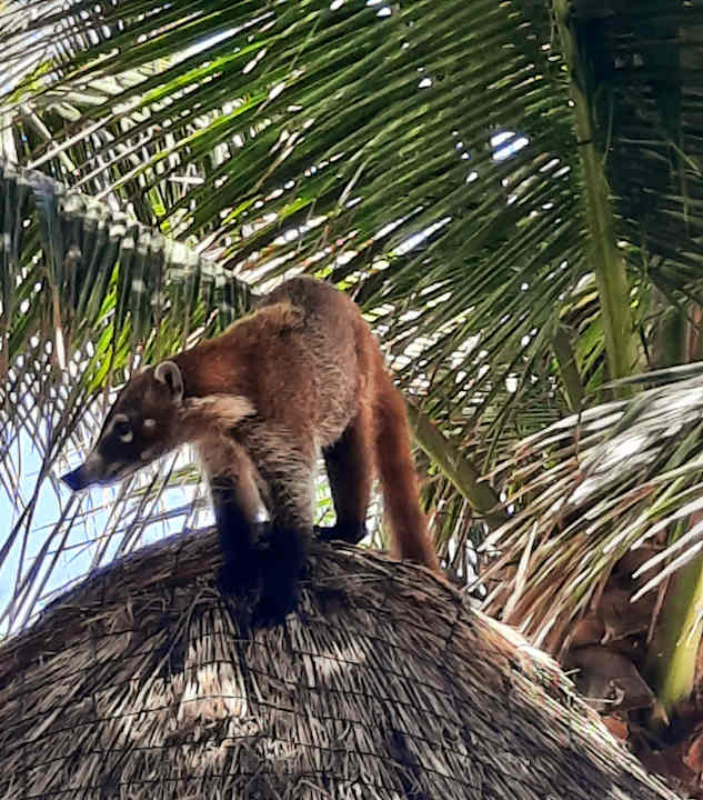 Gartenanlage Akumal Bay Beach & Wellness Resort