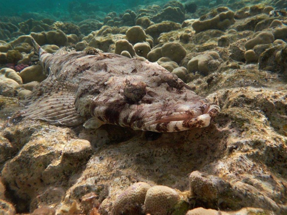 Krokodilfisch Malikia Resort Abu Dabbab