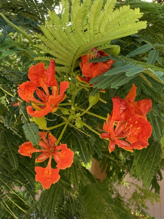 Gartenanlage Sentido Akassia Beach