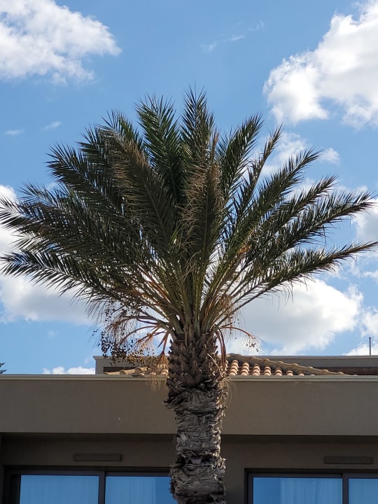 Gartenanlage Nana Golden Beach